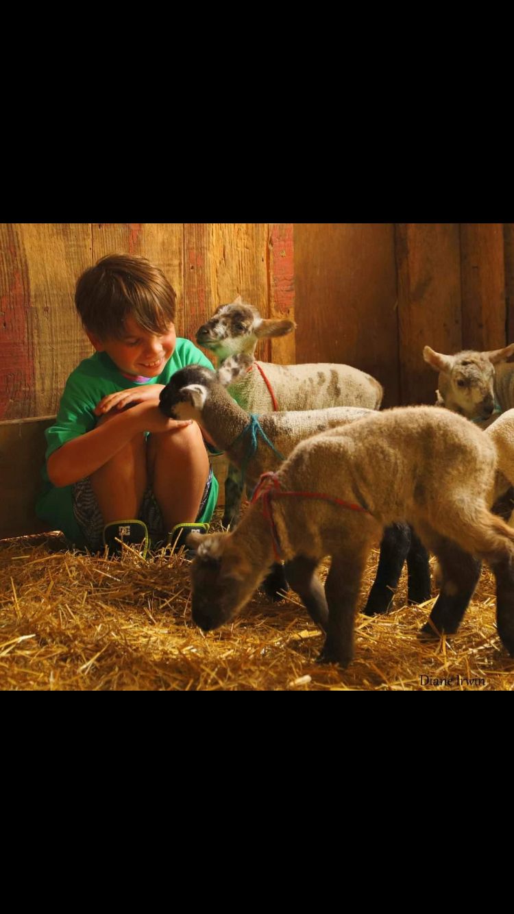 Play with Baby Lambs